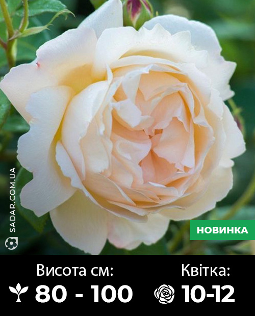 Саджанці рози Крем П'яже