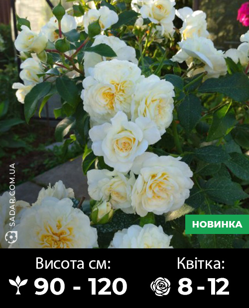 Саджанці рози Леді Романтік - Image 2