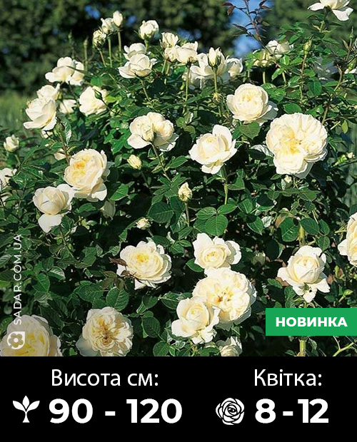 Саджанці рози Леді Романтік - Image 3