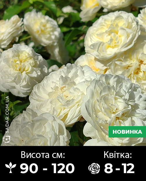 Саджанці рози Леді Романтік - Image 4