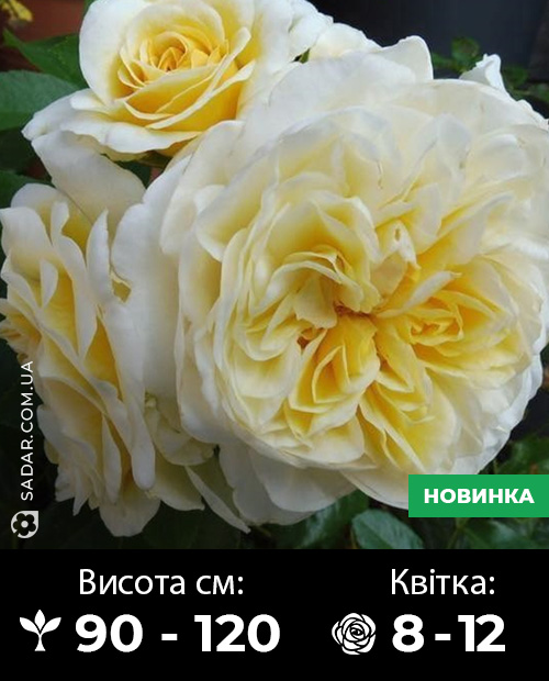 Саджанці рози Леді Романтік