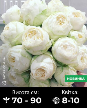 Саджанці рози Пур Блонд