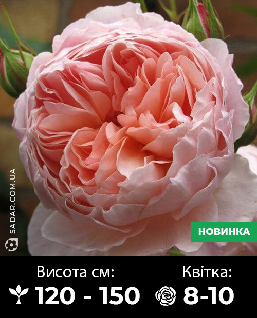 Саджанці рози Вільям Моріс