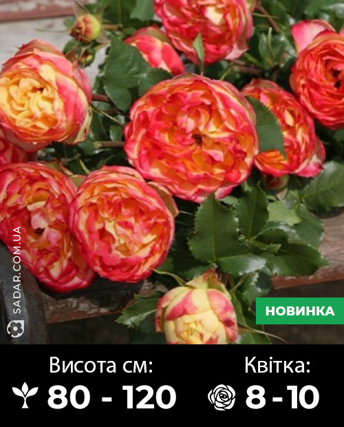 Саджанці рози Вулканіка