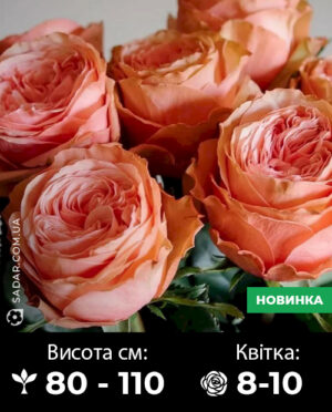 Саджанці рози Кахала