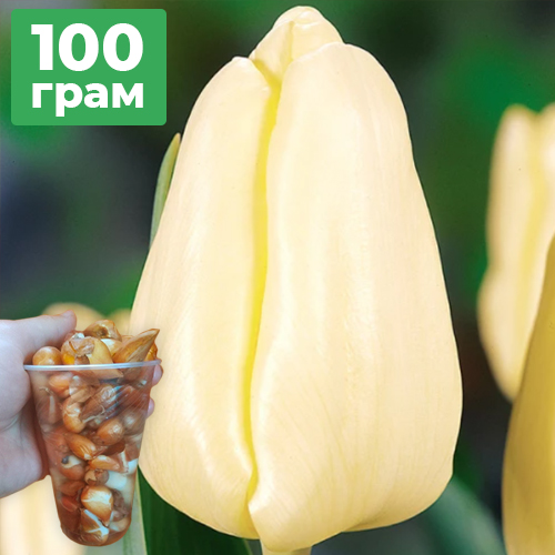 100 грам діток тюльпана Чірс (Cheers)