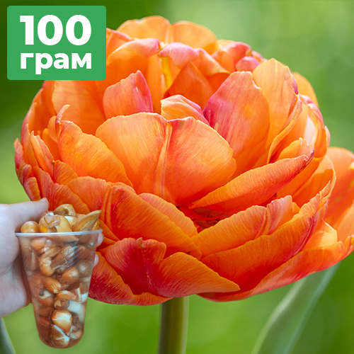 100 грам діток тюльпана Формул Ван (Formule One)