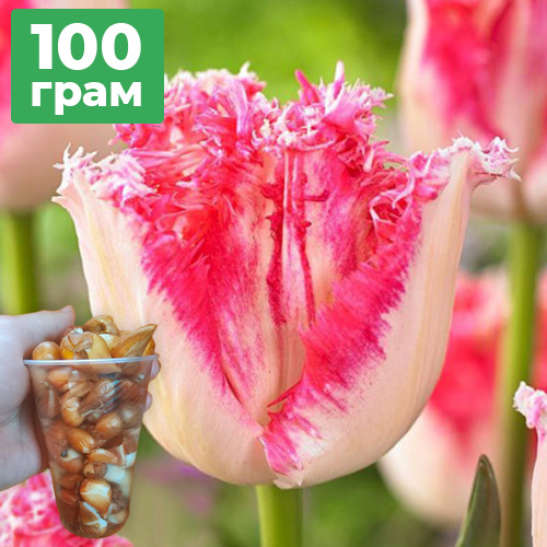 100 грам діток тюльпана Негліже (Neglige)
