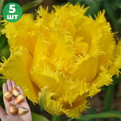 5шт цибулин тюльпана Екзотік Сан (Exotic Sun) (Махровий + Оторочений)