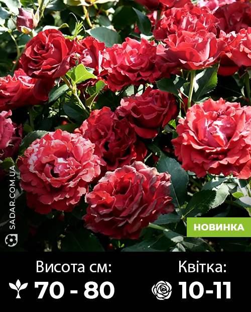 Саджанці рози Омаж а Барбара (новинка)