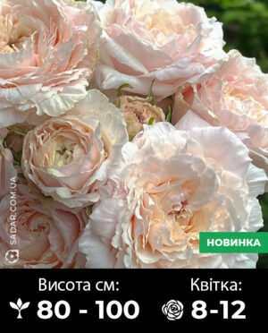 Саджанці рози Цумугі (ч/г японська)