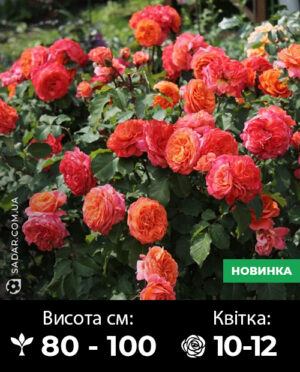 Саджанці рози Емільєн Гійо (шраб)