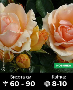 Саджанці рози Ханзештадт Росток (флорибунда)