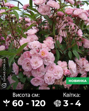 Саджанці рози Хевенлі Пінк (мускусна)