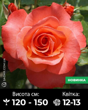 Саджанці рози Христофор Колумб