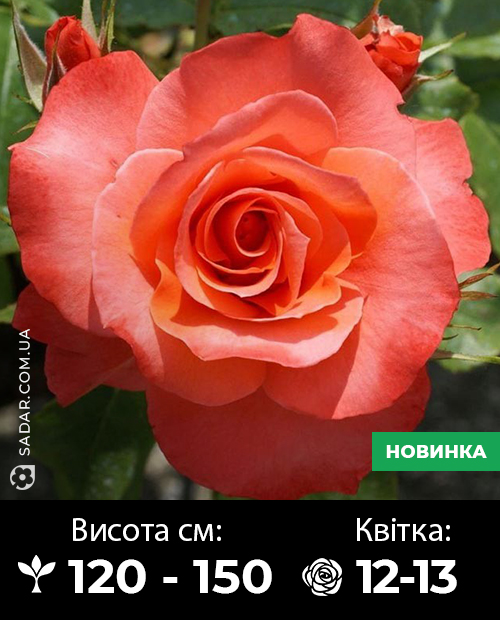 Саджанці рози Христофор Колумб