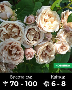Саджанці рози Йолі (ч/г японська)