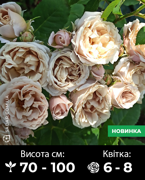 Саджанці рози Йолі (ч/г японська)