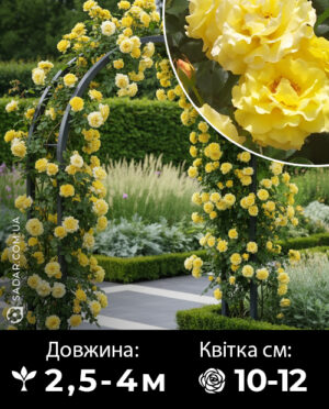 Саджанці рози Казино (плетиста)