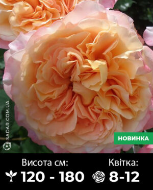 Саджанці рози Ла Вілла Котта