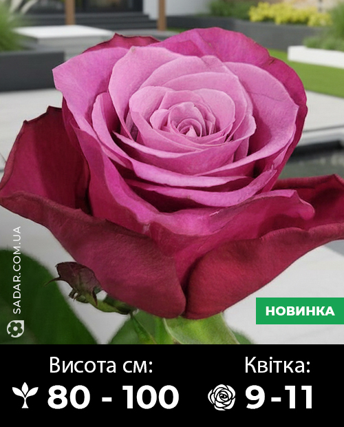 Саджанці рози Принц Персії