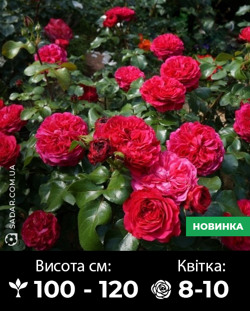 Саджанці рози Ред Леонардо да Вінчі