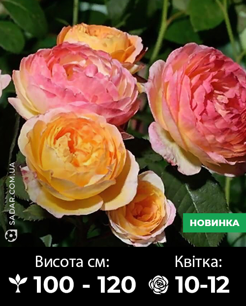 Саджанці рози Розоман Жанон