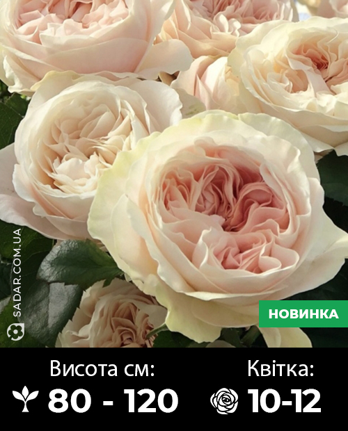 Саджанці рози Шифон