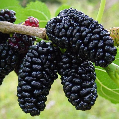 Шовковиця Галіція (1рік)