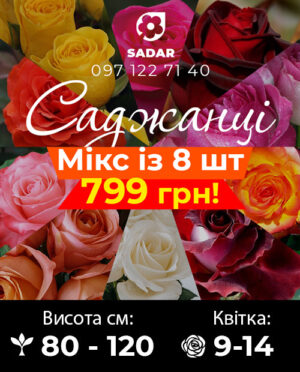 Набір з 8 саджанців чайно-гібридних троянд за 799 грн. Мікс
