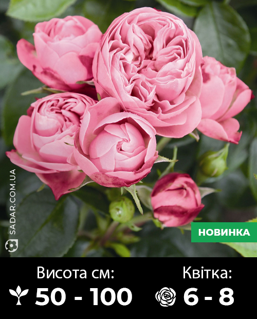 Саджанці рози Плейфул Рококо (флорибунда)