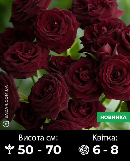 Саджанці рози Чорна спрей