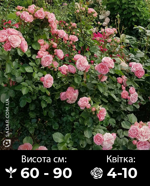 Саджанці рози Байландо