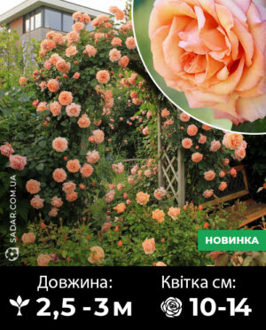 Саджанці рози Барок (плетиста)