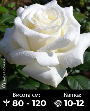 Саджанці рози Боінг