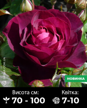 Саджанці рози Бургунді Айс