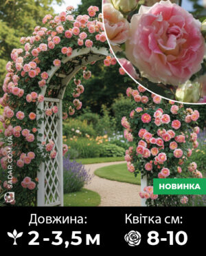 Саджанці рози Цезар (французька плетиста)