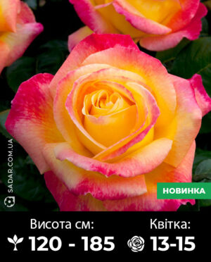 Саджанці рози Східний експрес