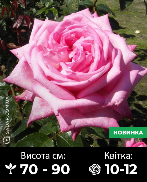 Саджанці рози Ведінг Белз