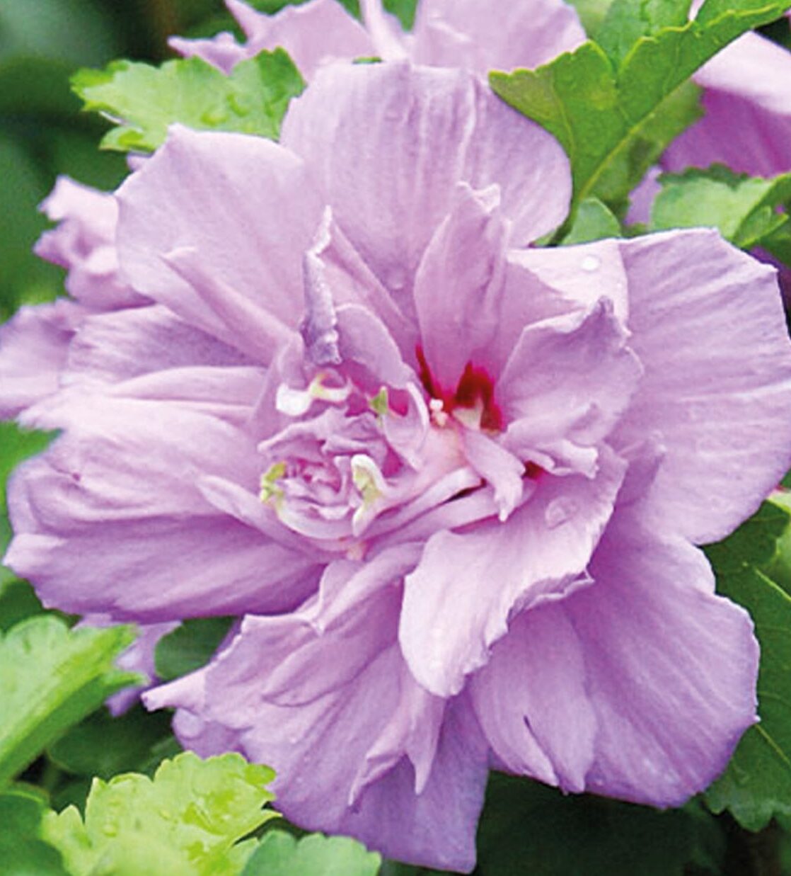 Гібіскус Ardens (1л горщик)