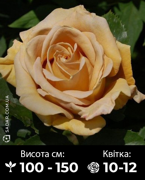 Саджанці рози Хані Діжон