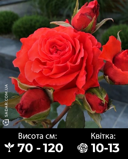 Саджанці рози Валентино