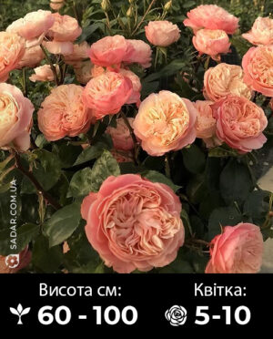 Саджанці рози Вікторіан Класік