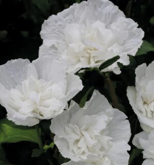 Гібіскус White chiffon (1л горщик)