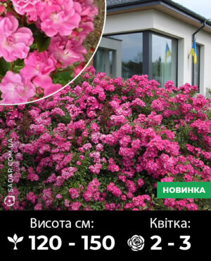 Саджанці рози Робін гуд