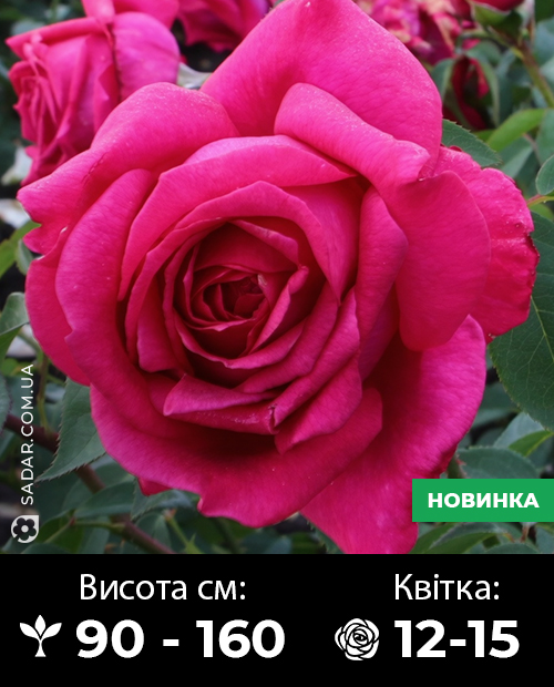 Саджанці рози Пароле
