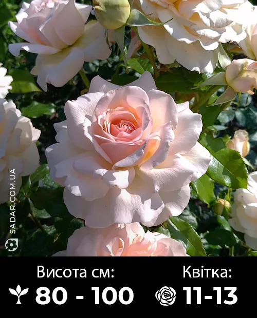 Саджанці рози Чандос Бюті