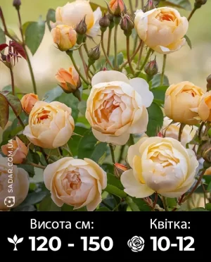 Саджанці рози Джуд де Обскур