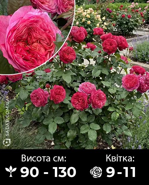 Саджанці рози Кантрі Гарден