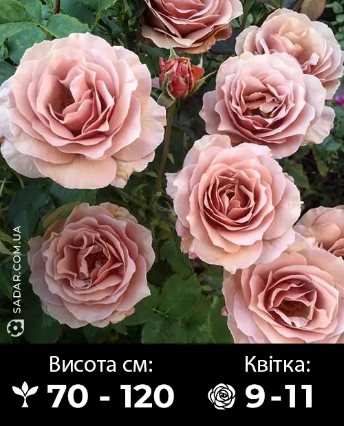 Саджанці рози Коко локо